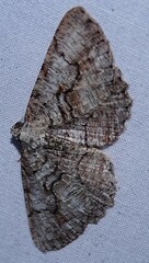 Cymatophora approximaria