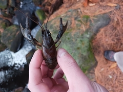Faxonius virilis