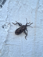 Pachylis argentinus