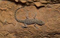 Cyrtopodion aravallensis