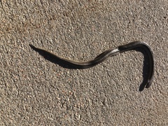 Tropidoclonion lineatum