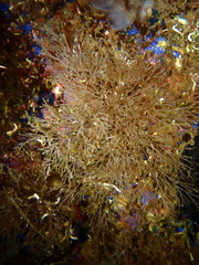 Bugulina stolonifera