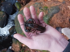 Faxonius virilis