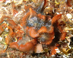 Watersipora
