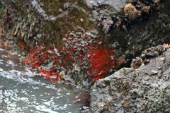 Clathria prolifera
