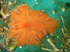 Yungia aurantiaca