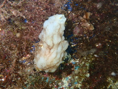 Phallusia mammillata