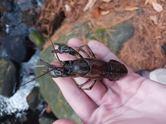 Faxonius virilis