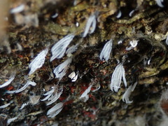 Sessilida