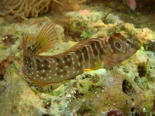 Peacock Blenny