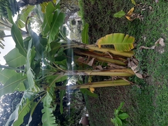 Musa acuminata
