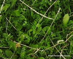 Biserrula pelecinus