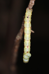 Euplectrus