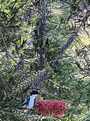 Melithreptus lunatus