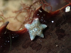 Asterina gibbosa