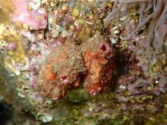 Pyura dura