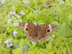 Junonia neildi varia