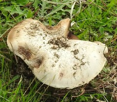 Verbascum pulverulentum