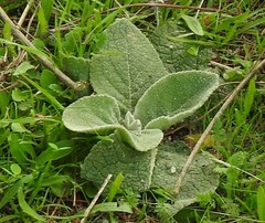 Verbascum pulverulentum