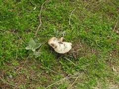 Verbascum pulverulentum