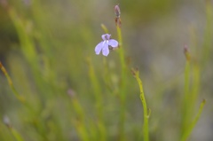 Lobelia linearis