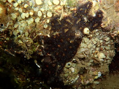 Botryllus schlosseri