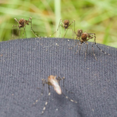 Aedes camptorhynchus