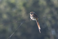 Schoeniophylax phryganophilus