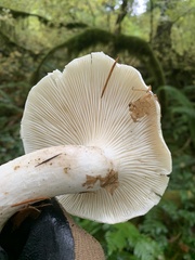 Pleurotus dryinus