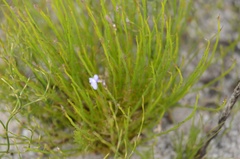 Lobelia linearis
