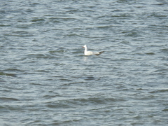 Chroicocephalus genei