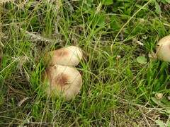 Leratiomyces percevalii