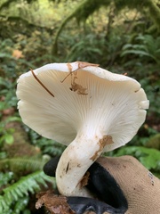 Pleurotus dryinus