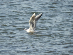 Chroicocephalus genei