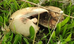 Leratiomyces percevalii