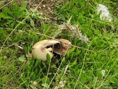 Leratiomyces percevalii