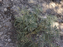 Lupinus hyacinthinus