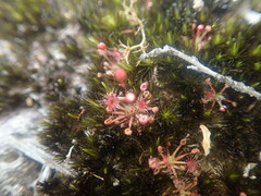 Drosera pygmaea
