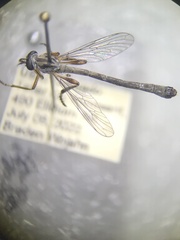 Leptogaster