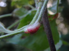 Puccinia circaeae