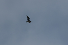 Stercorarius skua