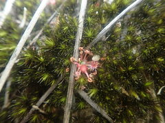 Drosera pygmaea