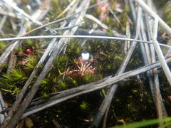 Drosera pygmaea