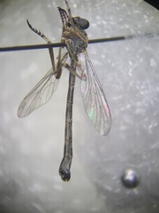Leptogaster