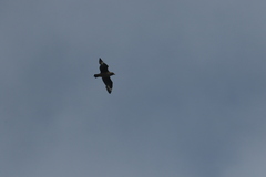 Stercorarius skua