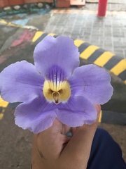 Thunbergia grandiflora