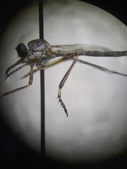 Leptogaster
