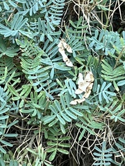 Hippocrepis balearica