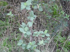 Lonicera periclymenum