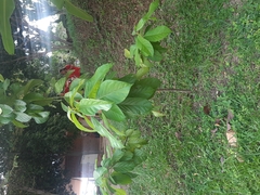 Maclura tinctoria
